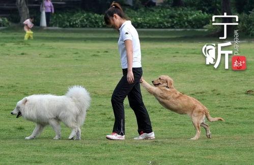 娱乐吃瓜酱狗狗拍照,狗狗镜头下的娱乐吃瓜瞬间